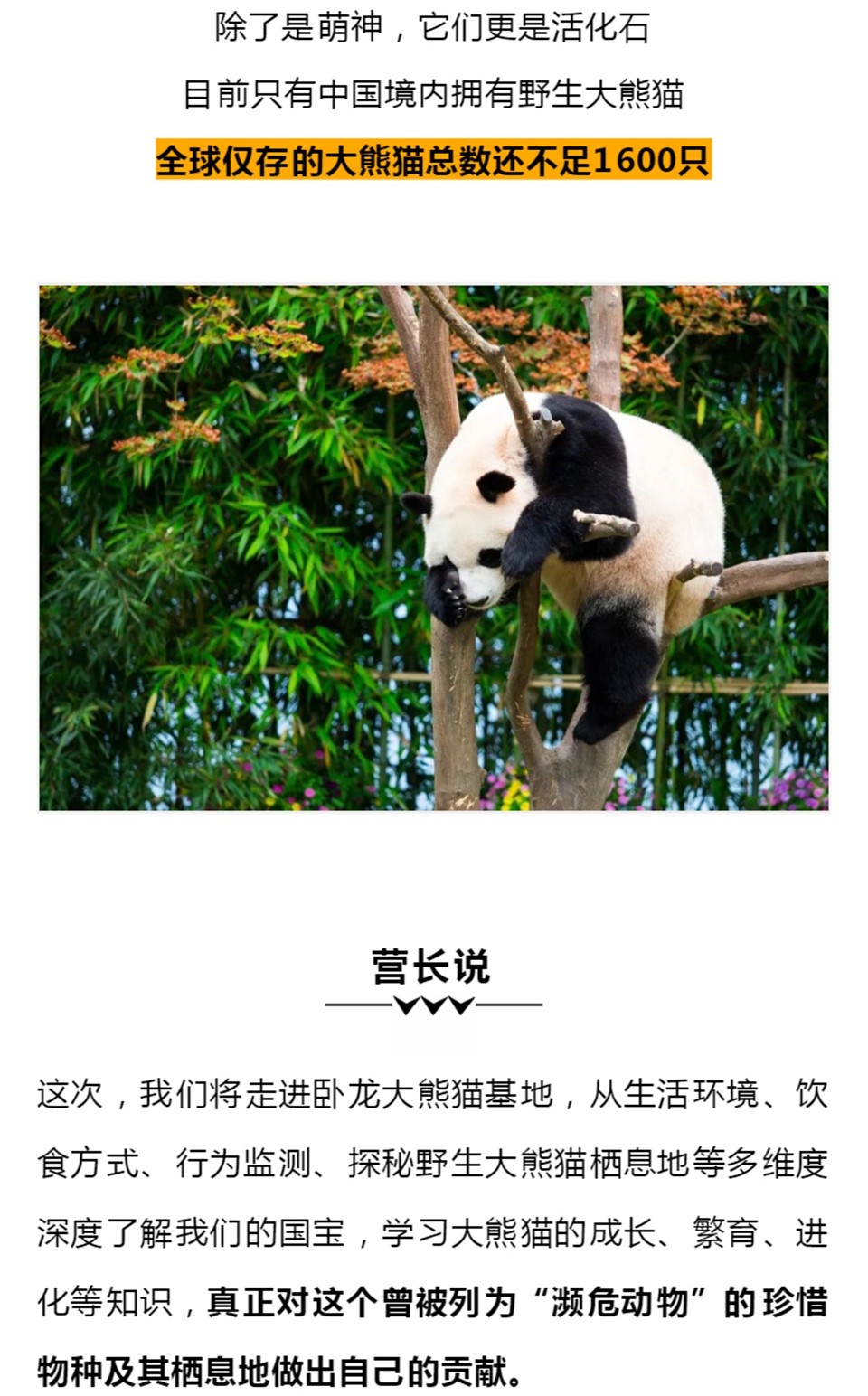 成都熊猫-凯撒1_04.jpg