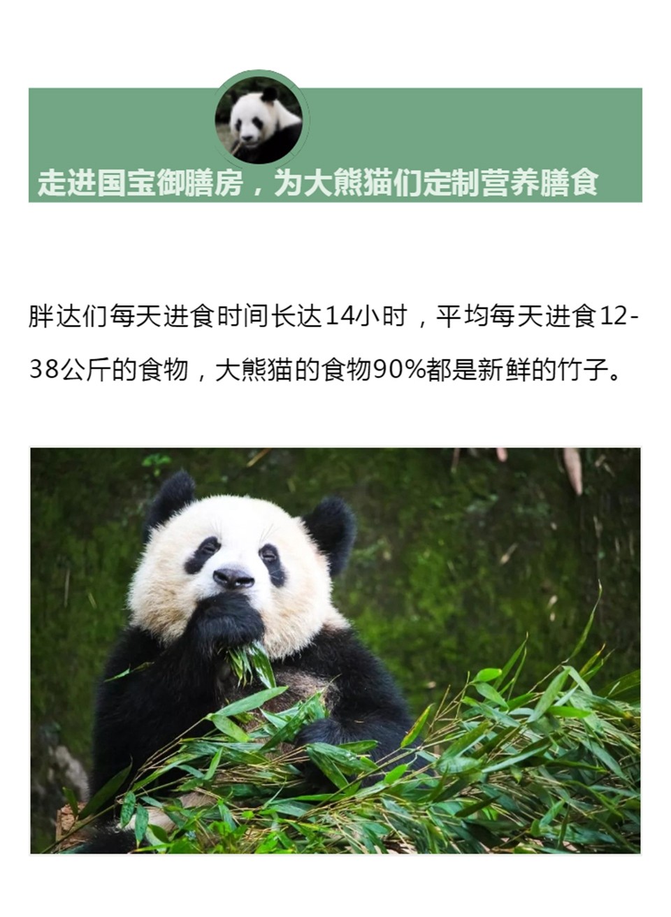 成都熊猫-凯撒1_12.jpg