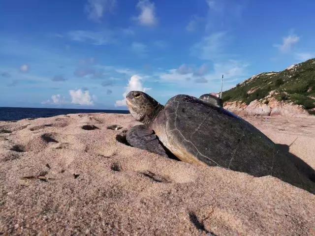 海龟6.jpg