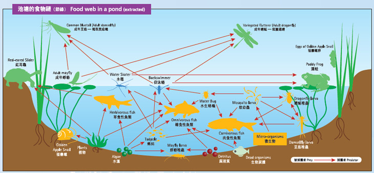池塘食物链.jpg